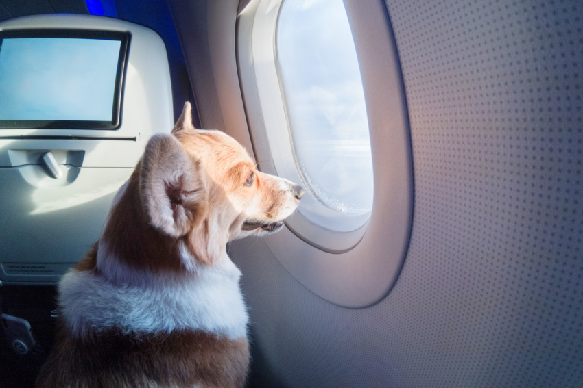 viajar com o pet para Portugal