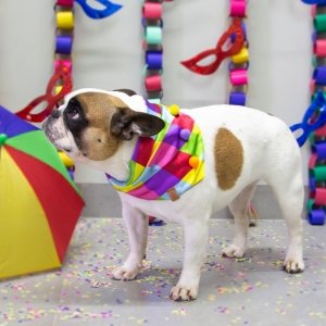 cachorro usando bandana colorida para cachorro e gato