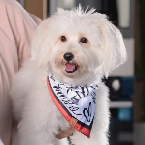 cachorro usando bandana branca em detalhes em preto e vermelho com a palavra amore