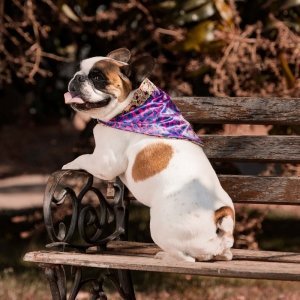 cachorro em banco da praça usando bandana com estampa animal print, roxo, verde, laranja