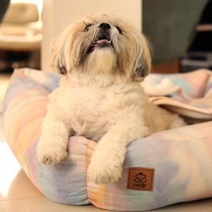 cachorro dentro da cama dyesoft 