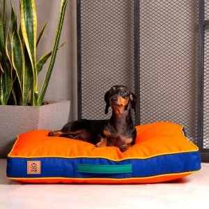 cachorro sobre a cama colorida laranja com azul