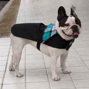cachorro vestido com casaco preto com gola xadrez para cachorro