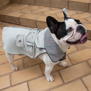cachorro vestido com casaco  nude