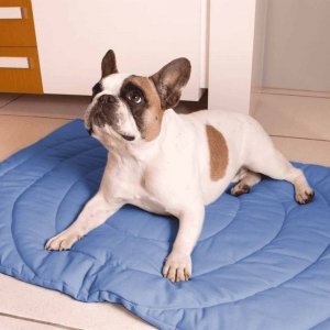 cachorro deitado sobre colchonete azul 
