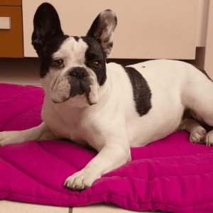 cachorro deitado sobre colchonete pink