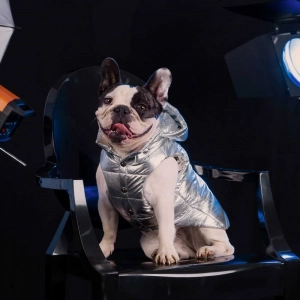cachorro sentado vestido com colete prata