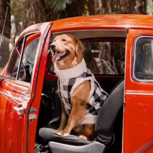 cachorro vestido com colete  pelo de carneiro preto/gelo para cachorro e gato dentro de um fusca vermelho sentado no banco  
