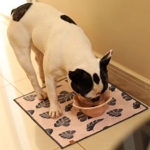 cachorro comendo sobre o jogo americano para cachorro brisa 