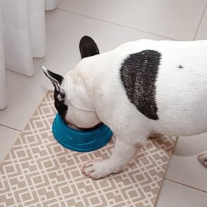 cachorro comendo sobre jogo americano dupla face Tortuga/losango