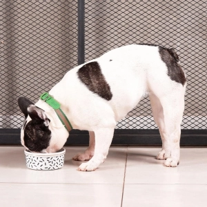 cachorro usando a coleira verde