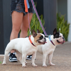 cachorro usando kit coleira - guia laranja para cachorro 