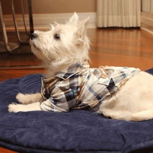 cachorro usando pijama luli xadrez azul para pet sobre um colchonete folha azul