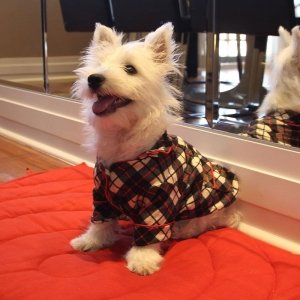 cachorro usando pijama luli xadrez vermelho sobre um colchonete pollo vermelho