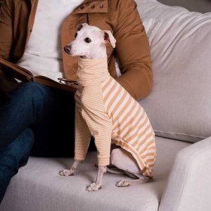 cachorro sentado no sofá vestido com camiseta listrada gola alta branco e amarelo para galgo whippet 
