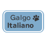 Galgo Italiano