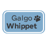 Galo Whippet
